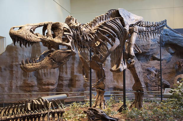 A T. rex in a museum, cousin of the Welsh dragon found near Lyons Holiday Parks