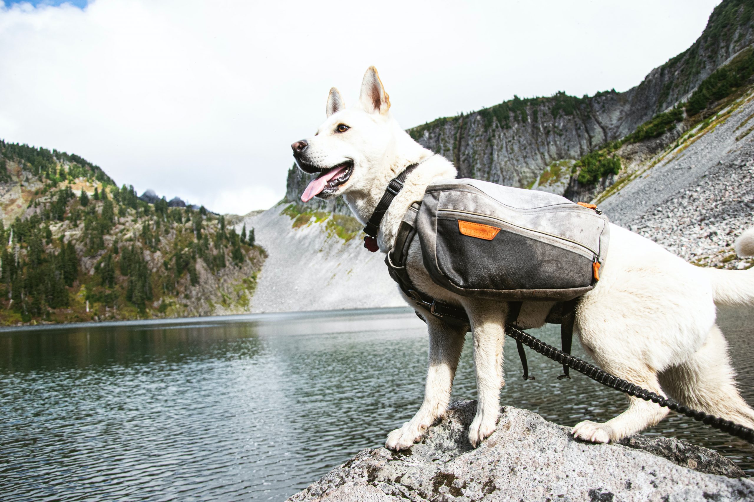 dog snowdon