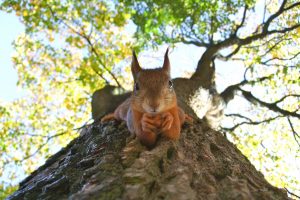 red squirrel animal