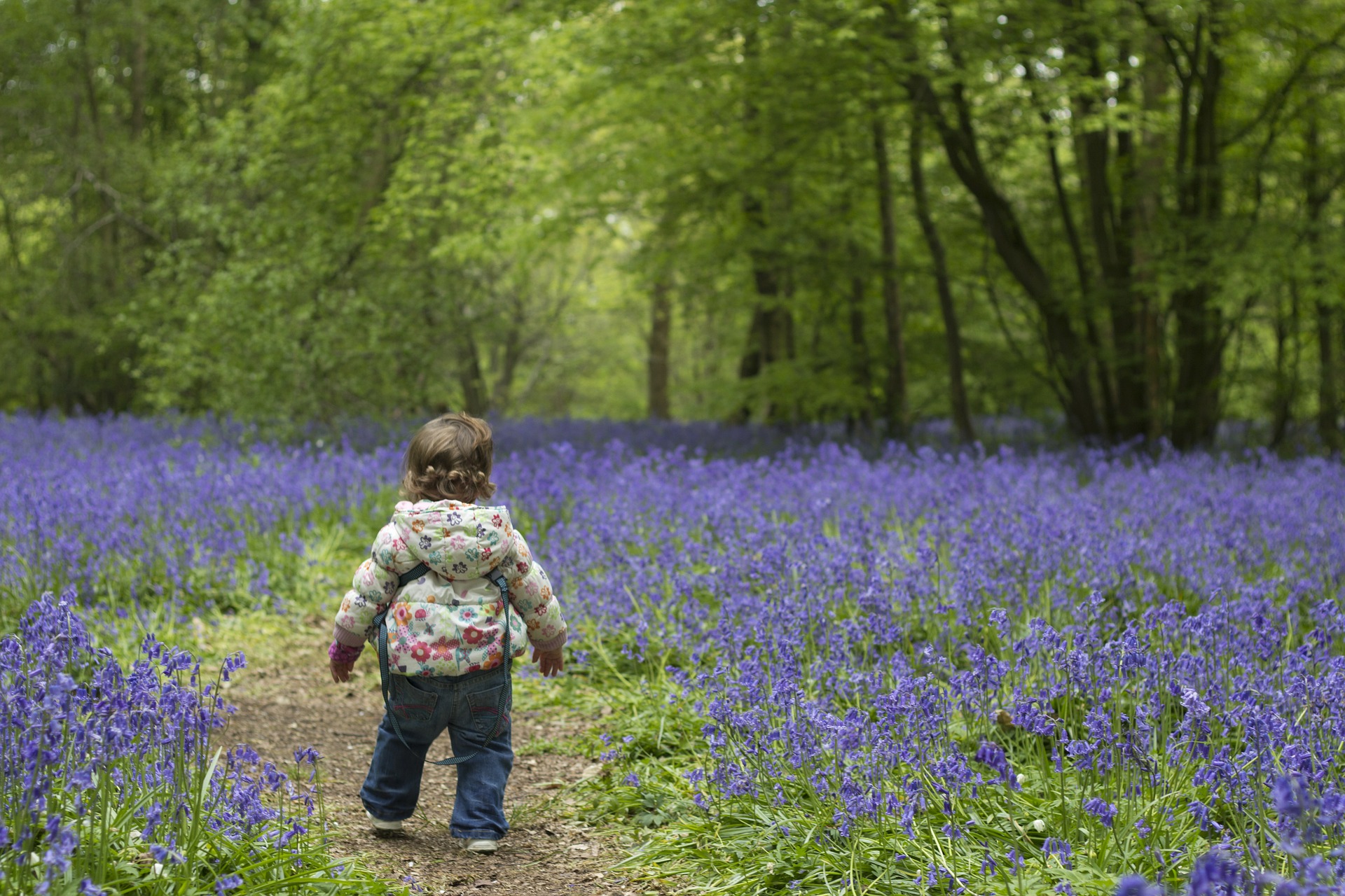A toddler walking in woodland covered in bluebells